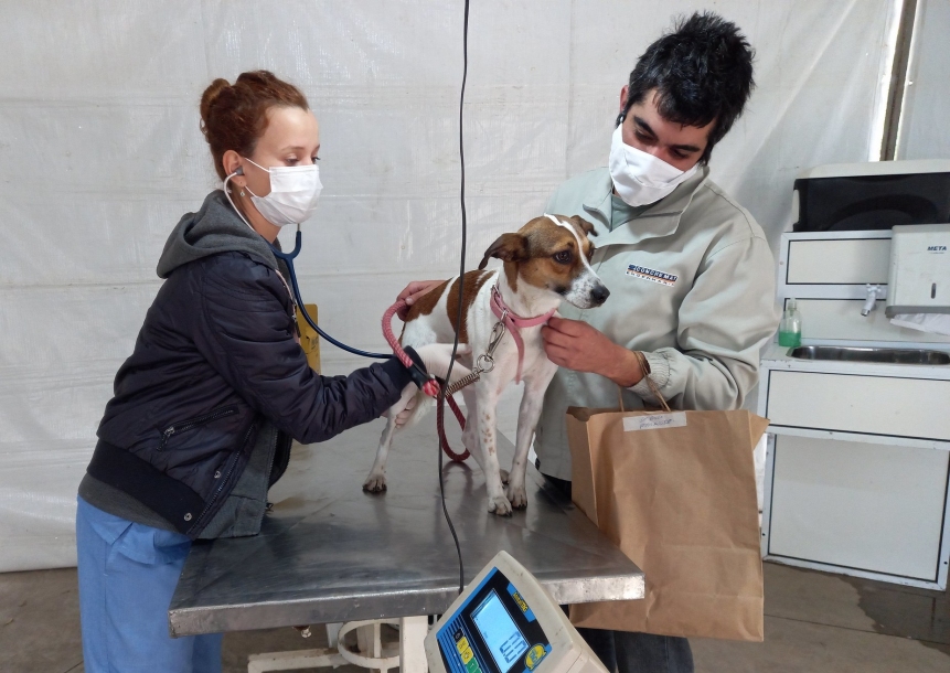 Castração de pets atende 740 animais no Parque Dom José